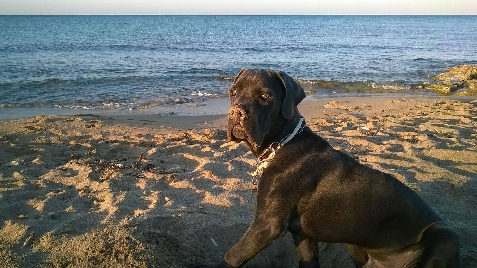 Thor cheap cane corso